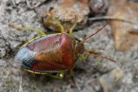 Piezodorus lituratus