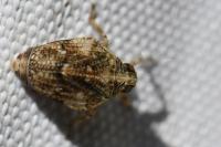 Issus coleoptratus