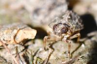 Issus coleoptratus