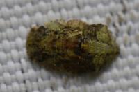 Ledra aurita