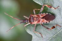 Leptoglossus occidentalis