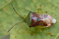 Elasmostethus interstinctus
