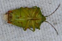 Elasmostethus interstinctus