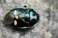 Eurydema oleracea