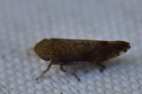 Fieberiella florii