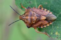 Carpocoris purpureipennis