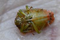 Elasmucha grisea