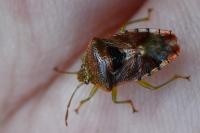 Elasmucha grisea