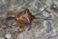 Acanthosoma haemorrhoidale