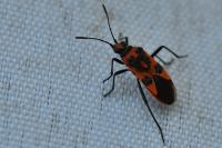 Corizus hyoscyami