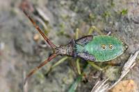 Gonocerus acuteangulatus