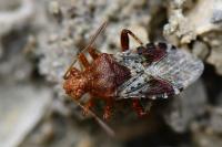 Rhopalus subrufus