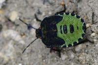 Palomena prasina