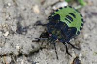 Palomena prasina