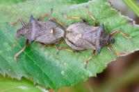 Picromerus bidens