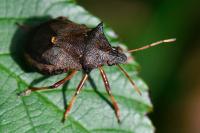 Picromerus bidens