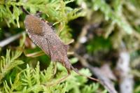 Gonocerus acuteangulatus