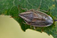 Aelia acuminata