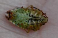 Elasmucha grisea