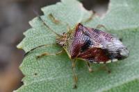 Elasmucha grisea