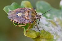 Carpocoris purpureipennis