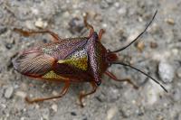 Acanthosoma haemorrhoidale