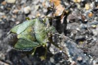 Palomena prasina
