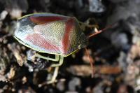 Piezodorus lituratus