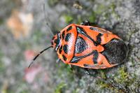 Eurydema ornata
