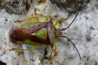 Acanthosoma haemorrhoidale