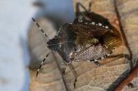 Dolycoris baccarum