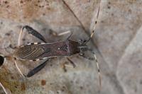 Camptopus lateralis