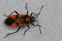 Corizus hyoscyami