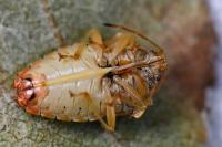 Elasmucha grisea