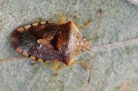 Elasmucha grisea