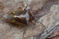 Acanthosoma haemorrhoidale