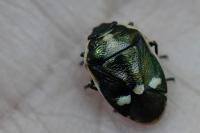 Eurydema oleracea