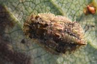 Ledra aurita