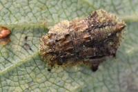 Ledra aurita