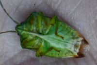 Elasmostethus interstinctus