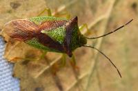 Acanthosoma haemorrhoidale