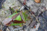 Acanthosoma haemorrhoidale