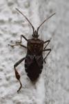 Leptoglossus occidentalis