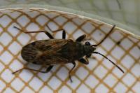 Peritrechus gracilicornis