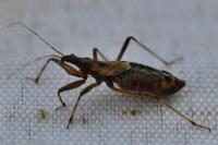 Himacerus apterus