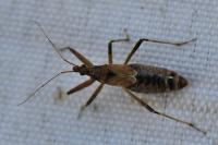 Himacerus apterus