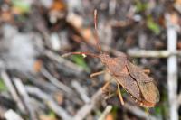 Gonocerus acuteangulatus