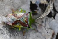 Elasmostethus interstinctus