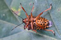 Pinthaeus sanguinipes