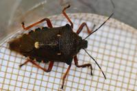 Pinthaeus sanguinipes
